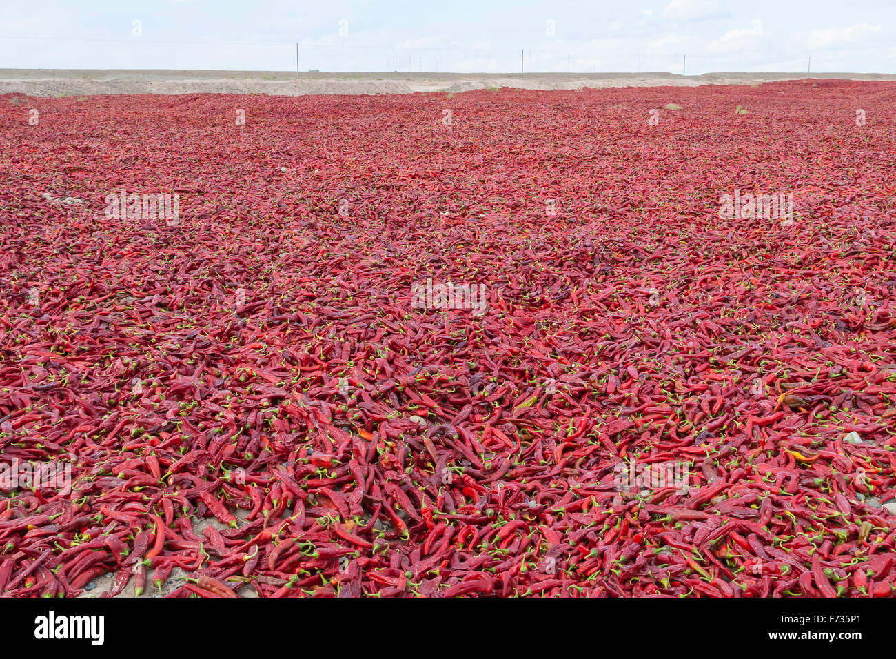 Harvested Red Paprika, Kashgar, Xinjiang Autonomous Region, China. Foto Stock
