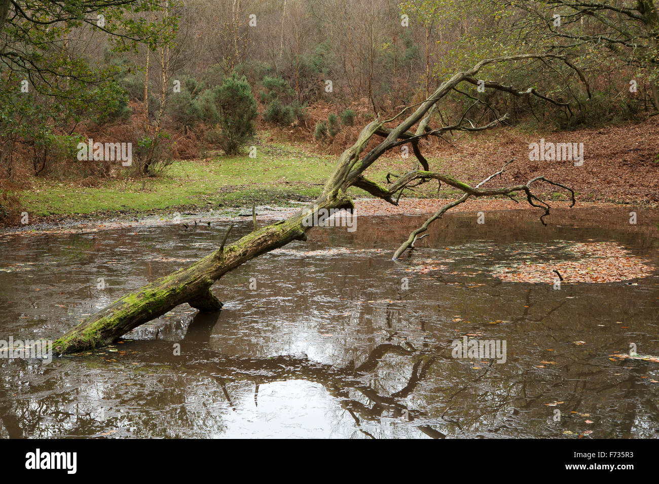 Tronco di albero nel lago. Albero caduto guardando come un braccio con una griffa passando da un gelido cercando stagno nei boschi. Foto Stock