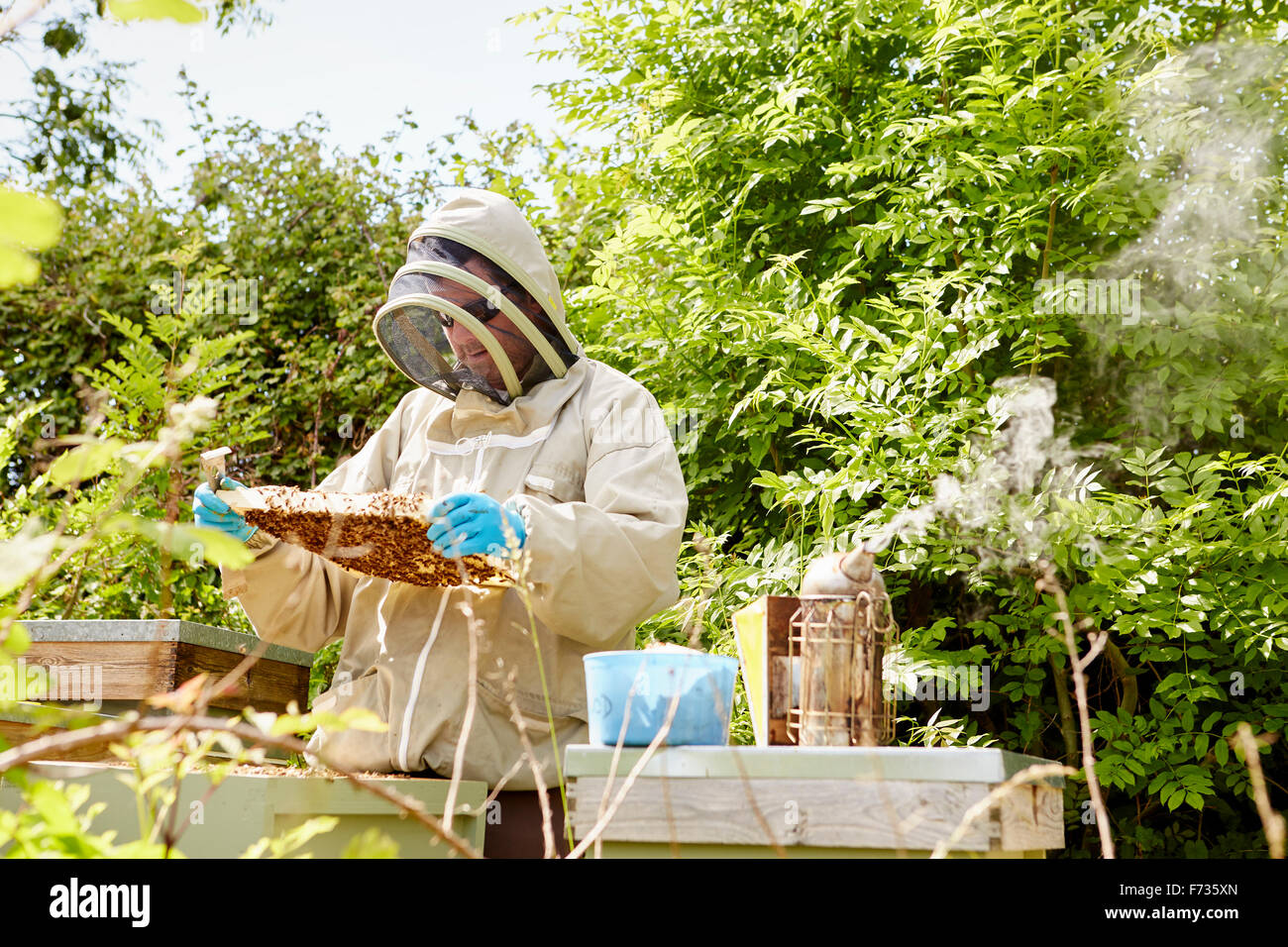 Un apicoltore in una tuta di apicoltura con faccia il controllo della protezione e la sua apertura di alveari. Foto Stock