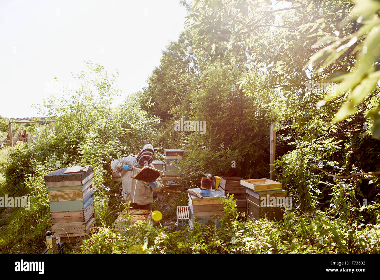 Un apicoltore in una tuta di protezione e copertura di faccia di ispezionare i telai nei suoi alveari. Foto Stock