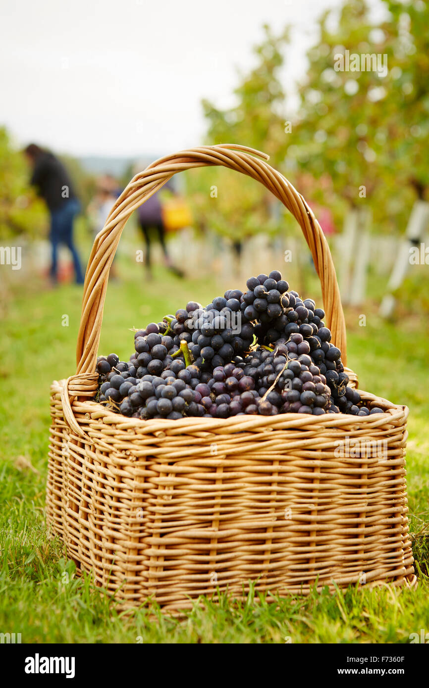 Cestini di uve rosse appena raccolto. Foto Stock
