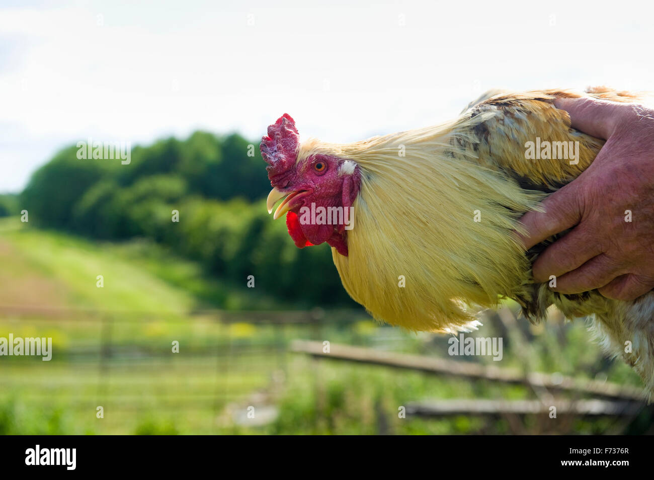 Un uomo con un adulto di pollo con una cresta di gallo rosso nelle sue mani  Foto stock - Alamy