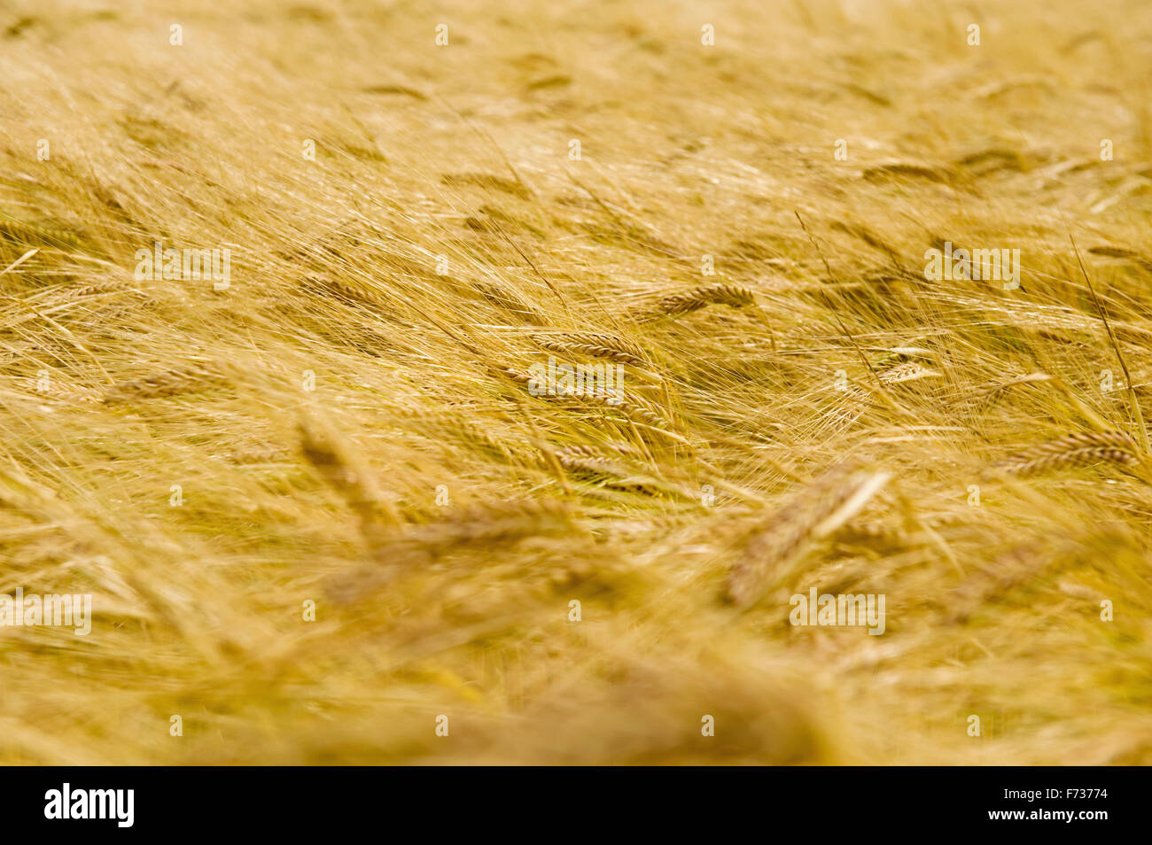 Un campo di ripe di frumento o di orzo colture. Foto Stock