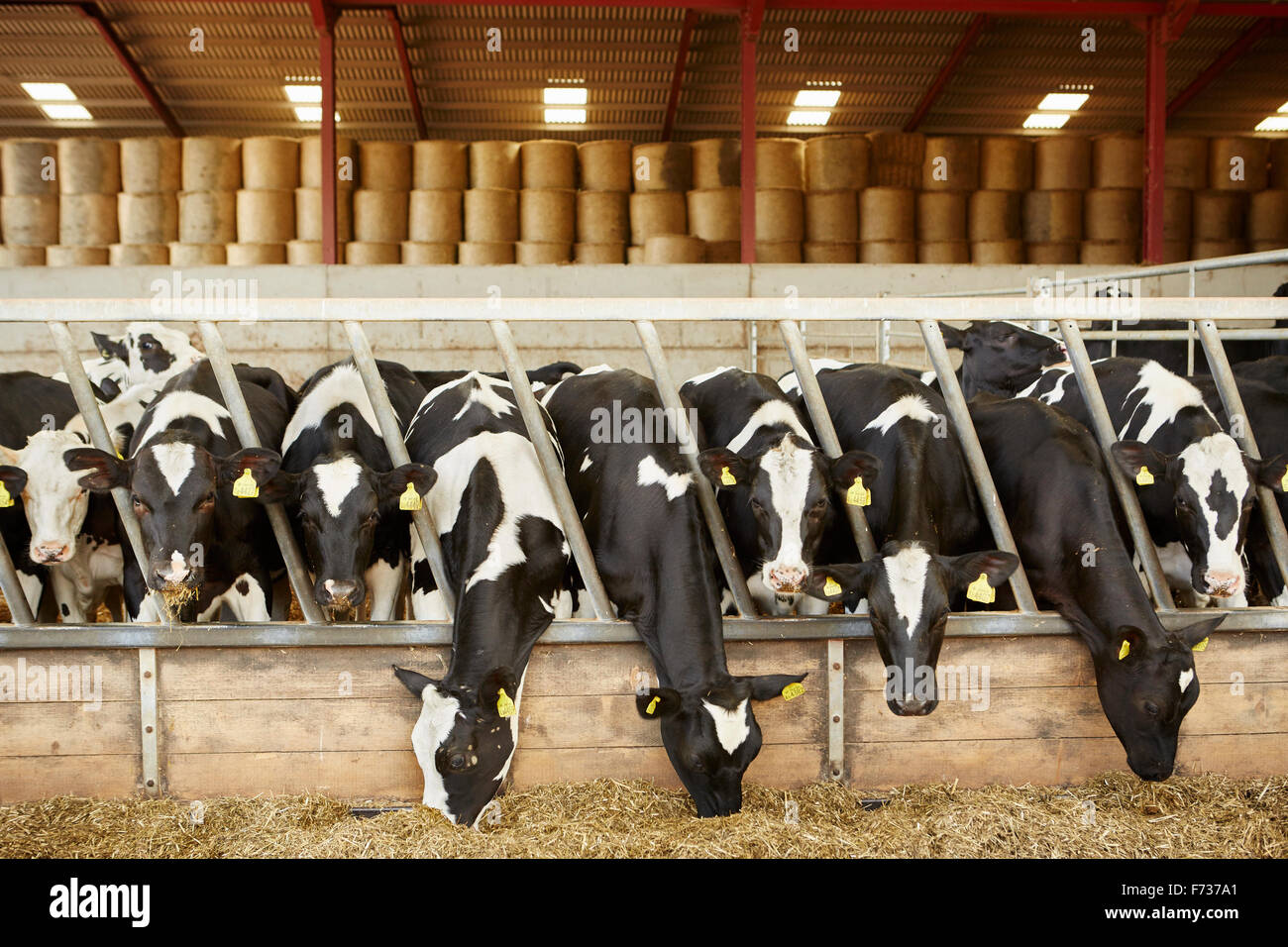 Una fila di alimentazione bestiame sul fieno in un fienile aperto su una fattoria Foto Stock