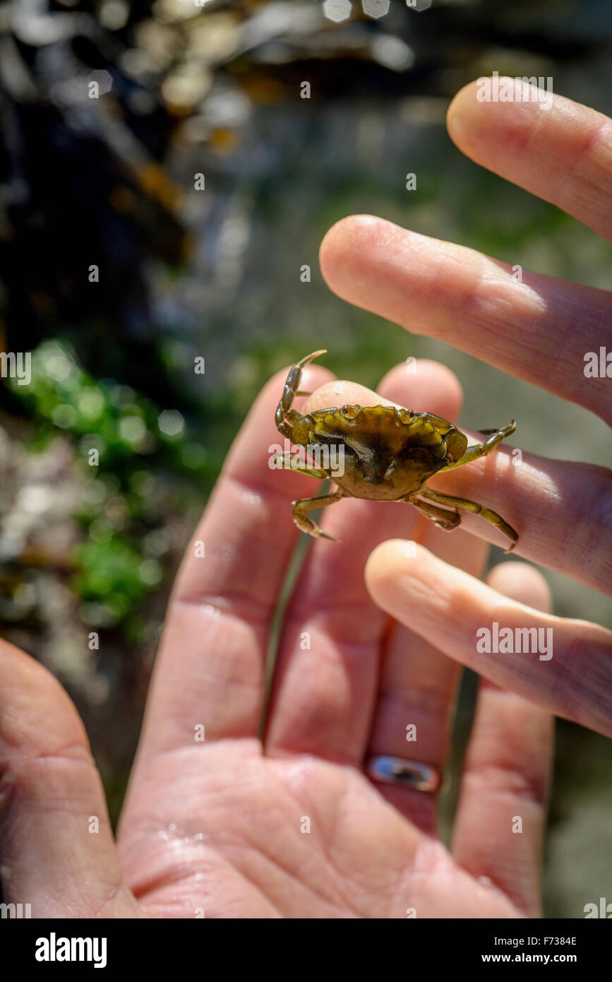 Una coppia di mani tenendo un granchio mentre rock pooling in East Sussex Regno Unito. Foto Stock