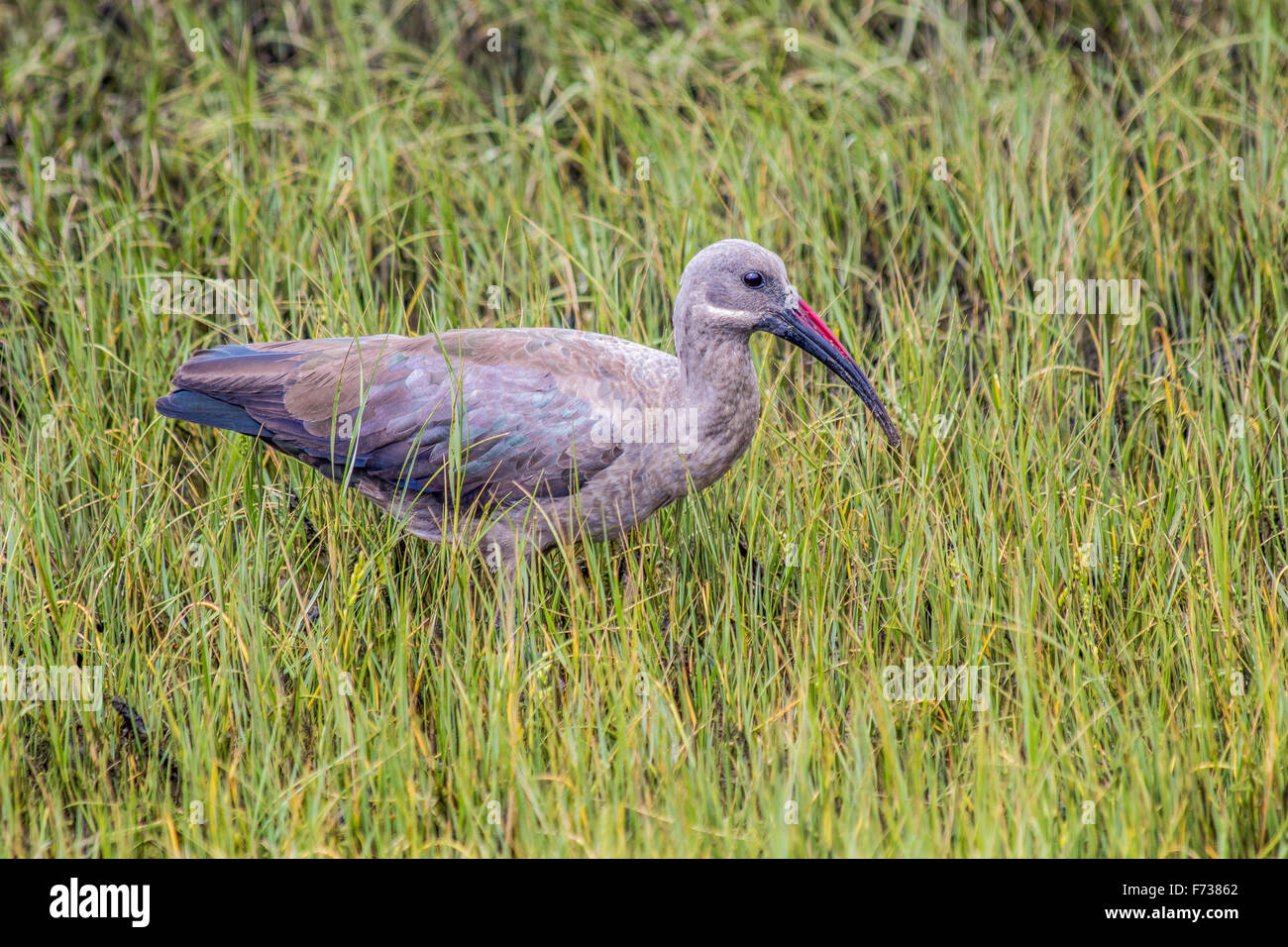 Ibis Hadeda Foto Stock