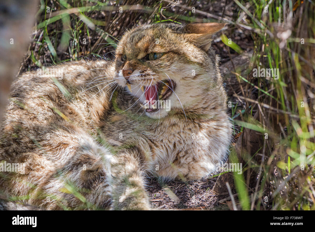 Gatto selvatico Foto Stock