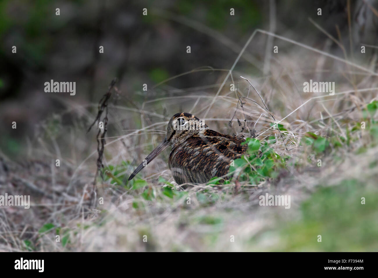 Beccaccia (Scolopax rusticola) nel bosco Foto Stock