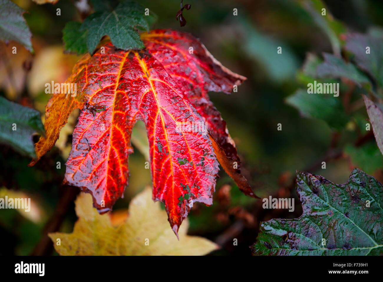 Oakleaf hydrangea foglia. Foto Stock