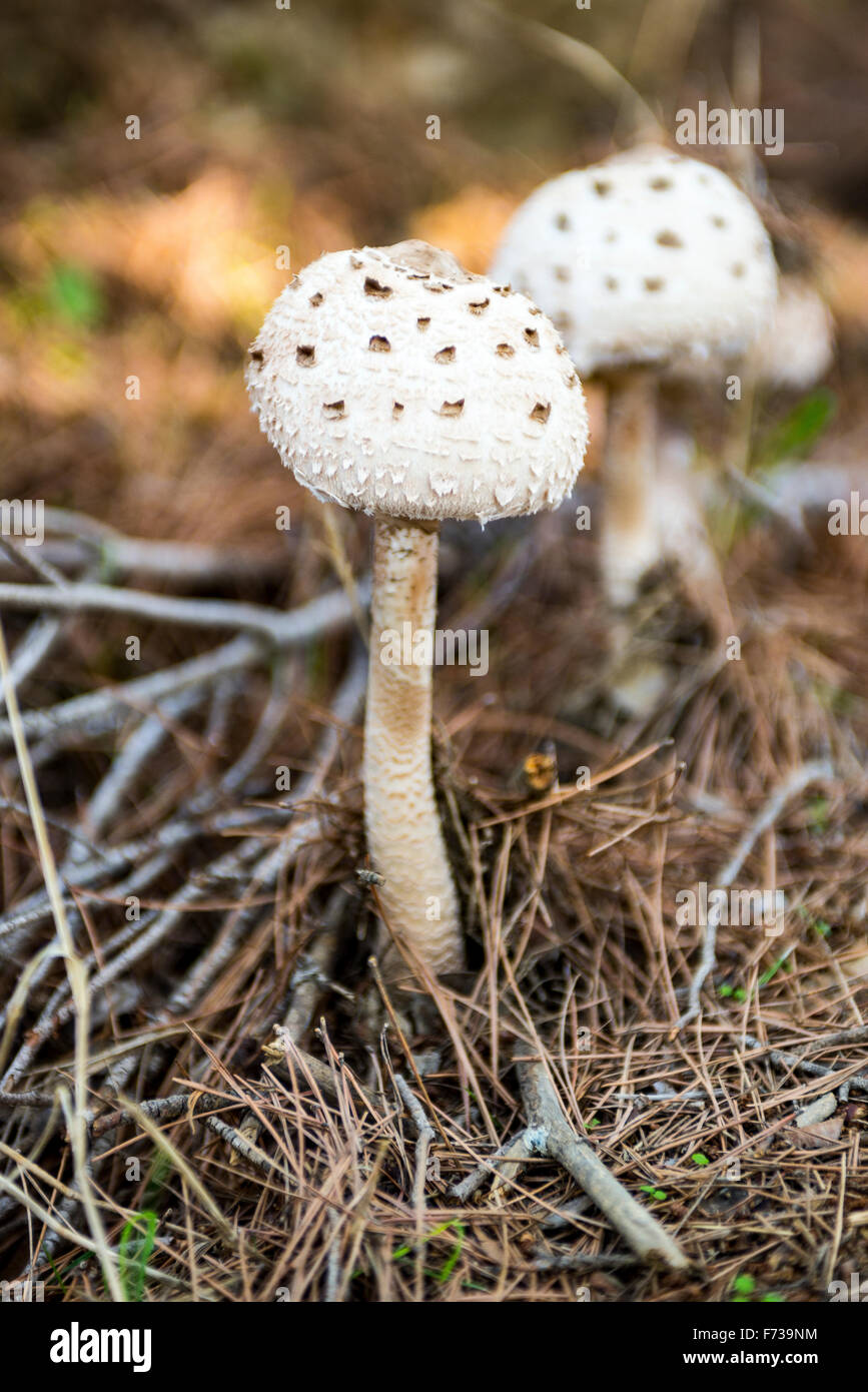 Funghi rotondi immagini e fotografie stock ad alta risoluzione - Alamy