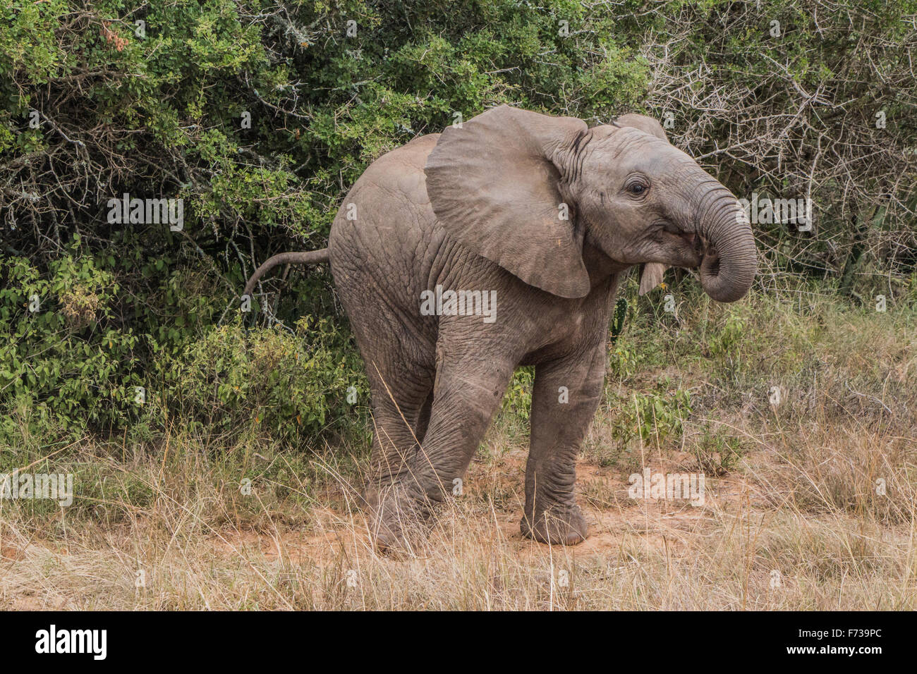 Vitello dell'elefante Foto Stock