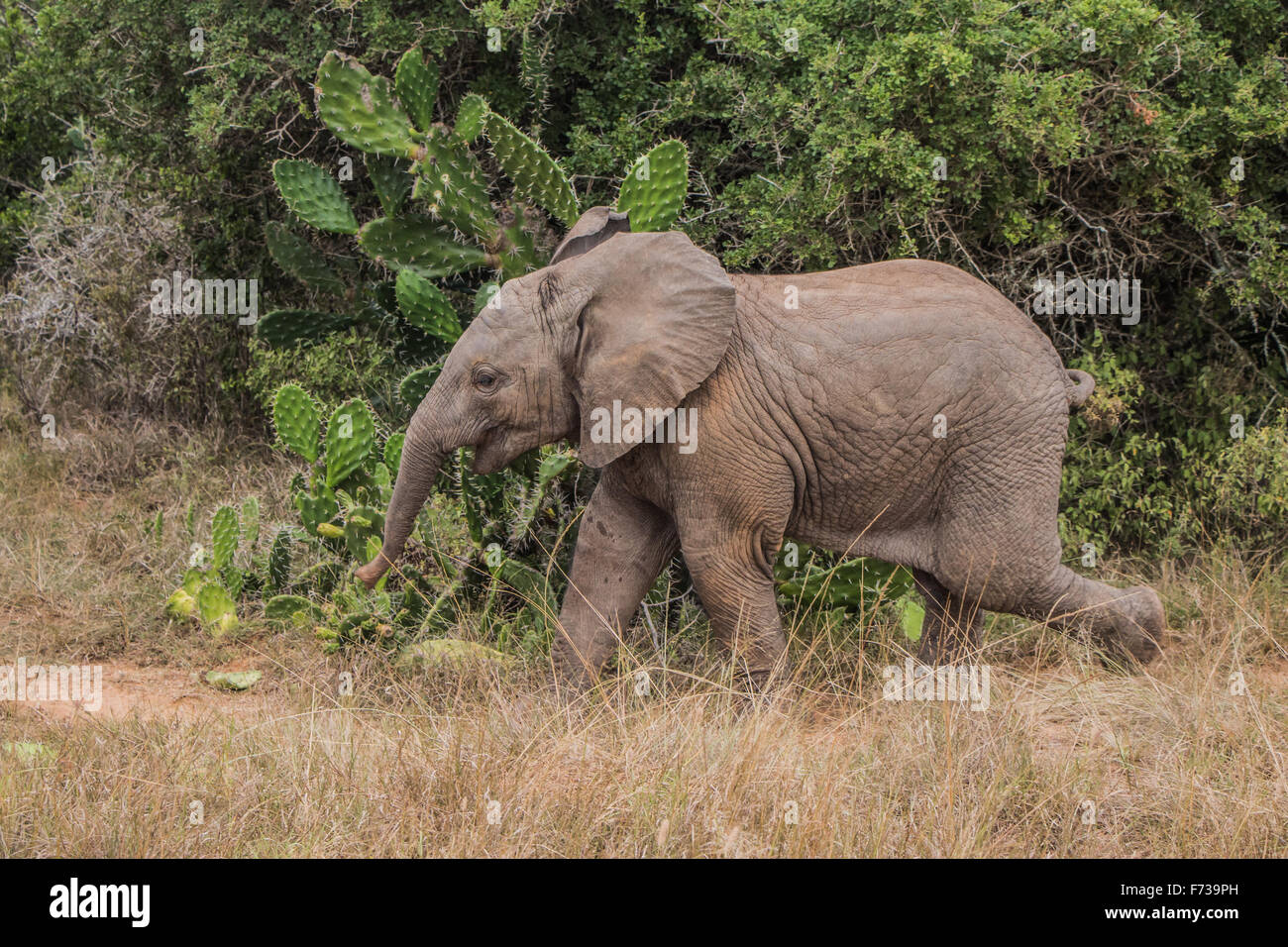 Vitello dell'elefante Foto Stock