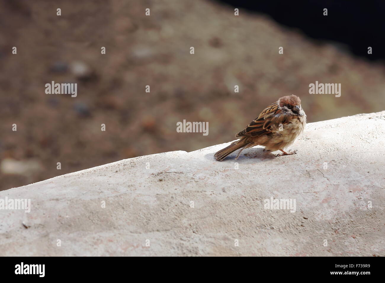 Sparrow appollaiato sul parapetto di bianco di costruire sulla base del 1073 AD-Khon Konchog Gyalpo costruito N.Sede Sakya monast.-Tibt Foto Stock