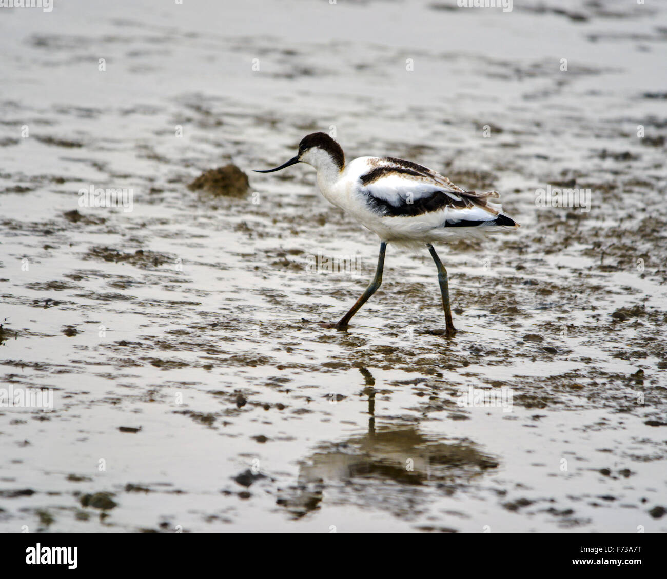 Avocet a Tichmarsh Norfolk Regno Unito Foto Stock