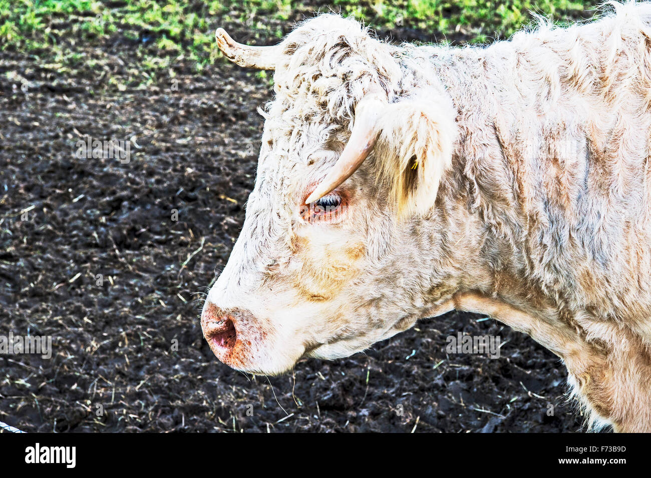 Testa di una vacca; Kopf einer khu Foto Stock