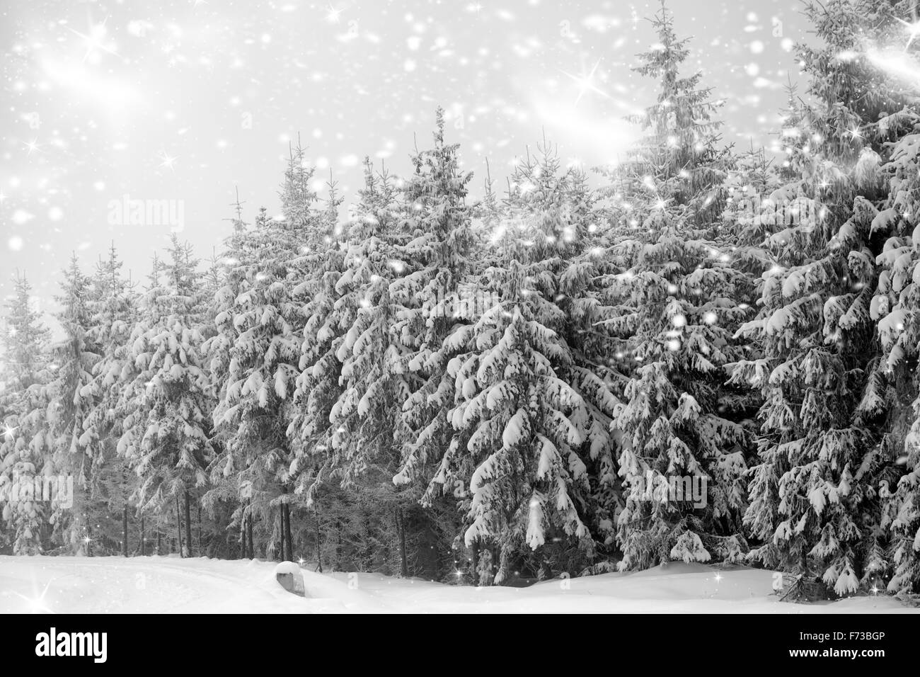 Nevicata nel bosco di conifere nei Carpazi Foto Stock