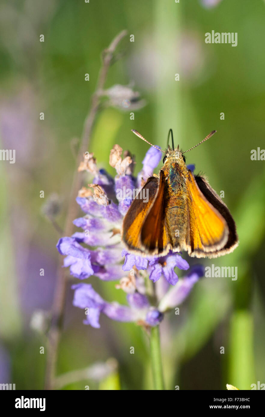 Piccola Skipper (Thymelicus sylvestris) alimentazione sulla lavanda Foto Stock