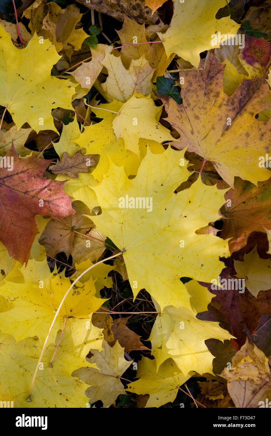 Acer platanoides le foglie in autunno. Foto Stock