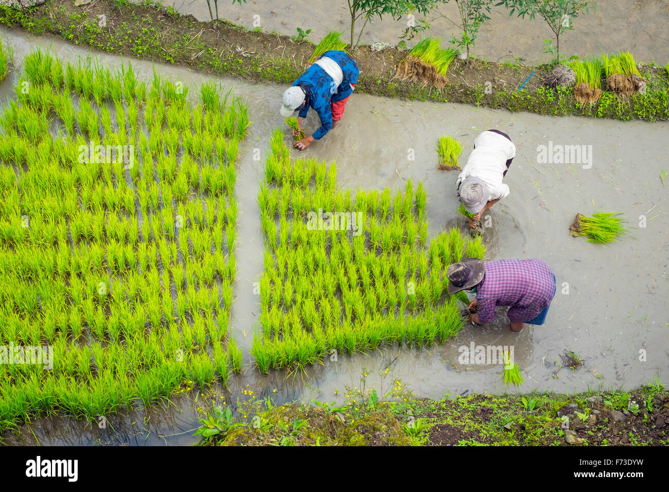 Lavoratori che piantano piantine di riso all'inizio della stagione primaverile, Batad, Filippine Foto Stock