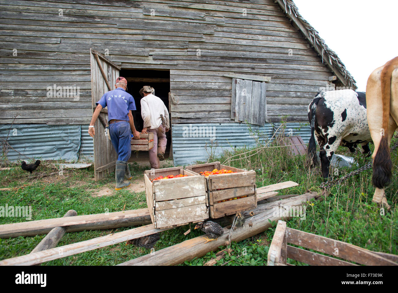 Due agricoltori finire il lavoro finale di dazi per il giorno di Viñales, Cuba. Foto Stock