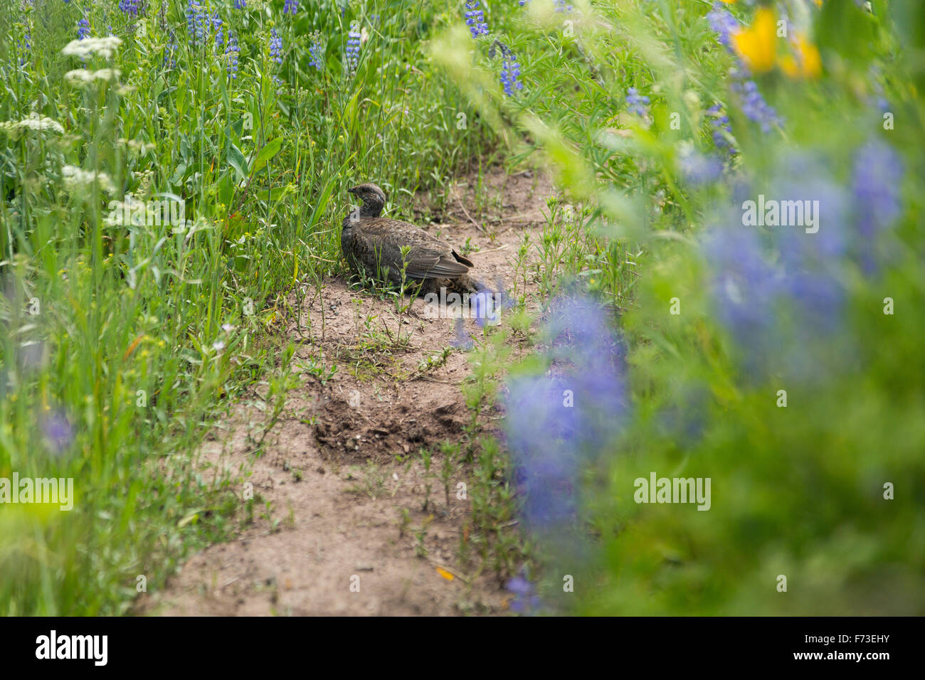 Un sage grouse in cerca di protezione tra i fiori selvatici lungo un sentiero escursionistico, Gros Ventre deserto, Wyoming Foto Stock