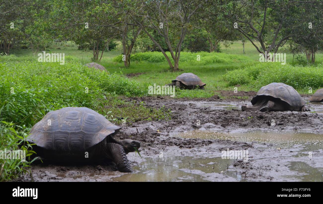 Le Galapagos La tartaruga gigante a El Chato / Los Primativos ranch su Santa Cruz, Isole Galapagos Foto Stock