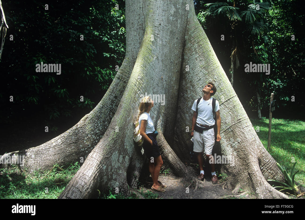 I visitatori di riflettere una massiccia Ceiba Tree (Albero nazionale), il Parco Nazionale di Tikal, Guatemala. Foto Stock