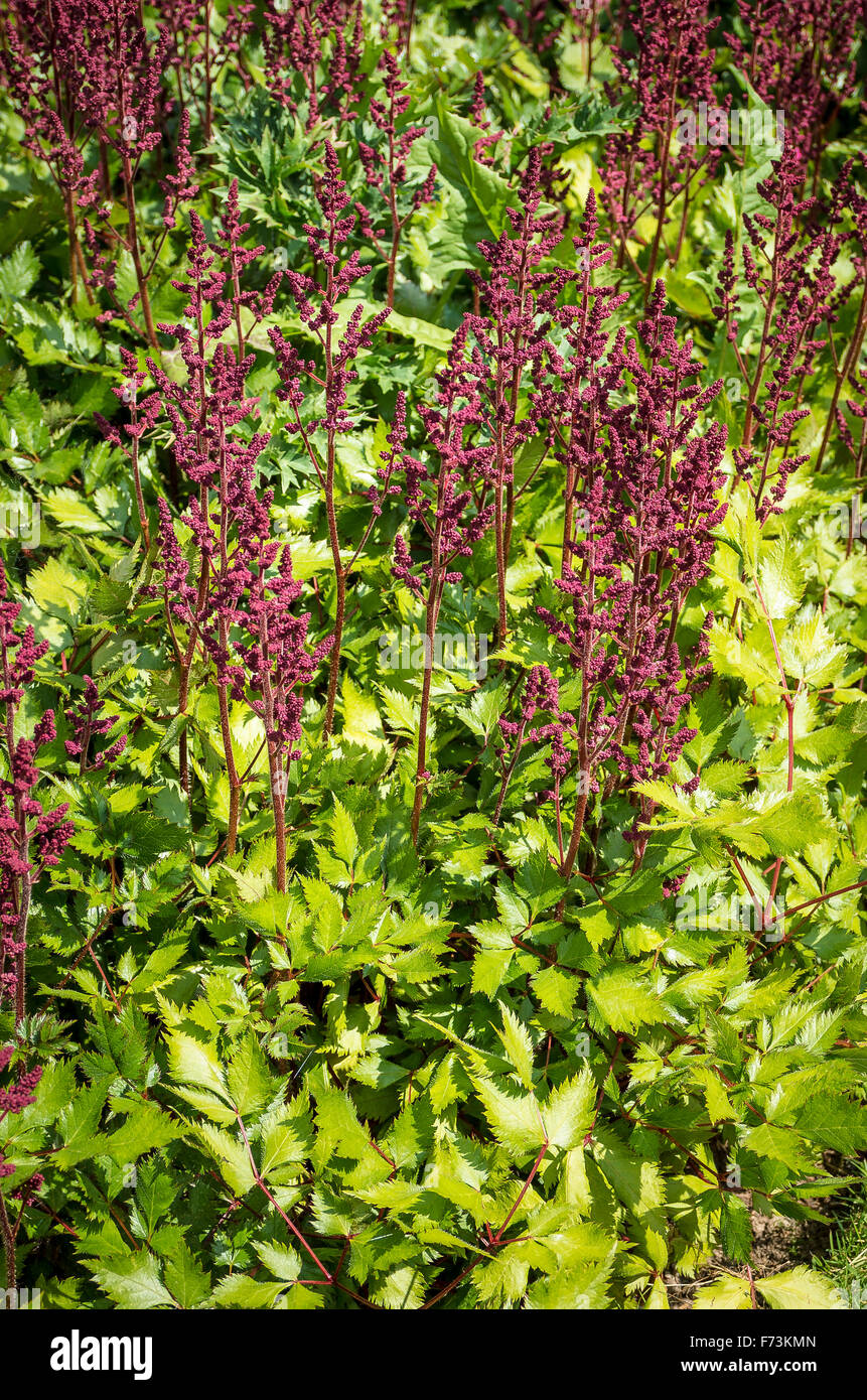 Astilbe chinensis var. Tacquetii 'Superba in un giardino del Devon UK Foto Stock