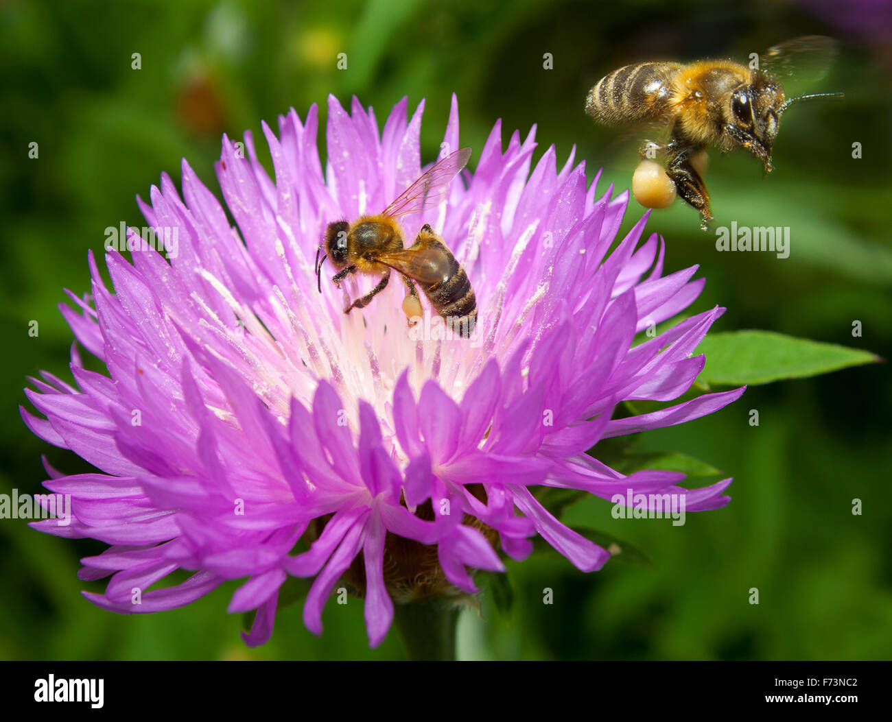 Due api (Apis mellifera) su di un fiore di un rosa Fiordaliso (Centaurea dealbata Willd) Foto Stock