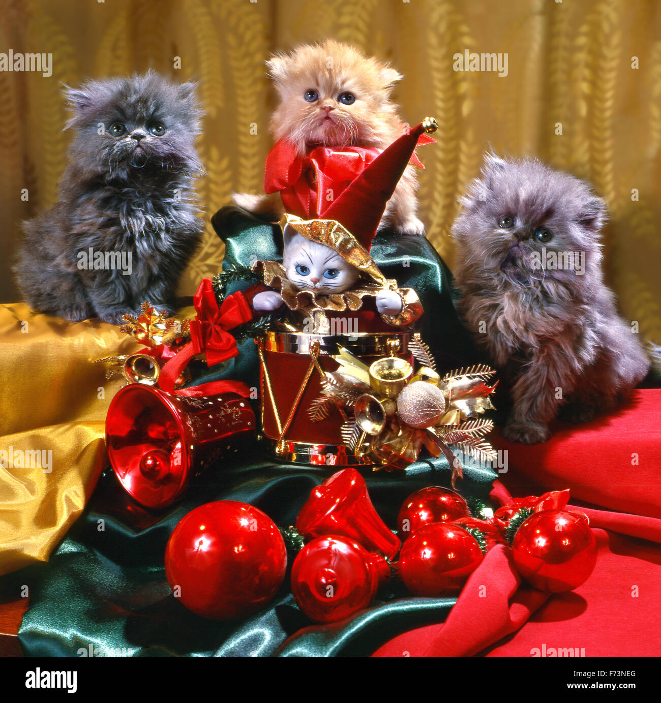 Festosa, Capodanno, composizione di Natale tre gattini persiano con Natale souvenir e sfere di rosso per un abete. Foto Stock