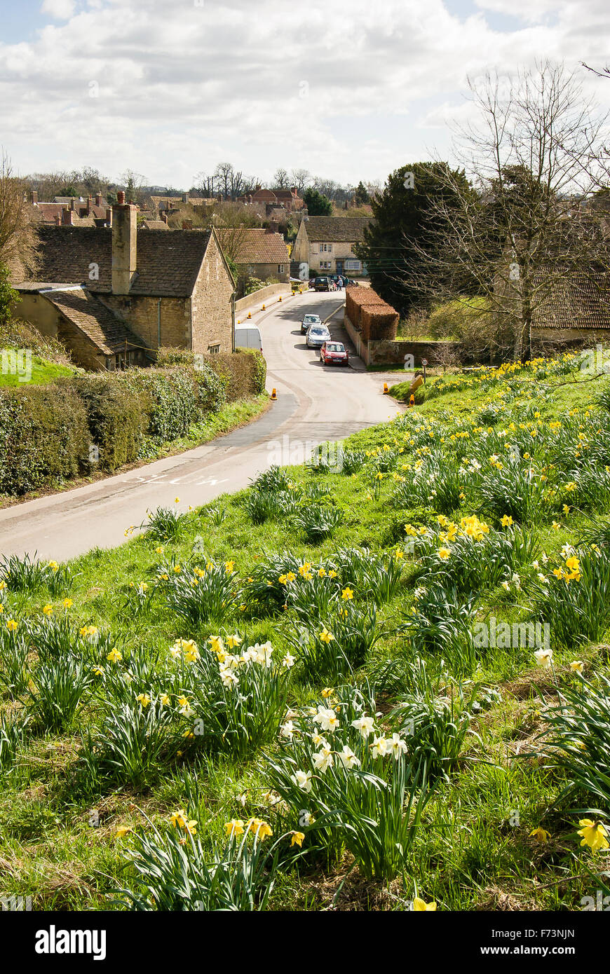 Giunchiglie su una banca stradale sull'approccio di Lacock villaggio nel WILTSHIRE REGNO UNITO Foto Stock