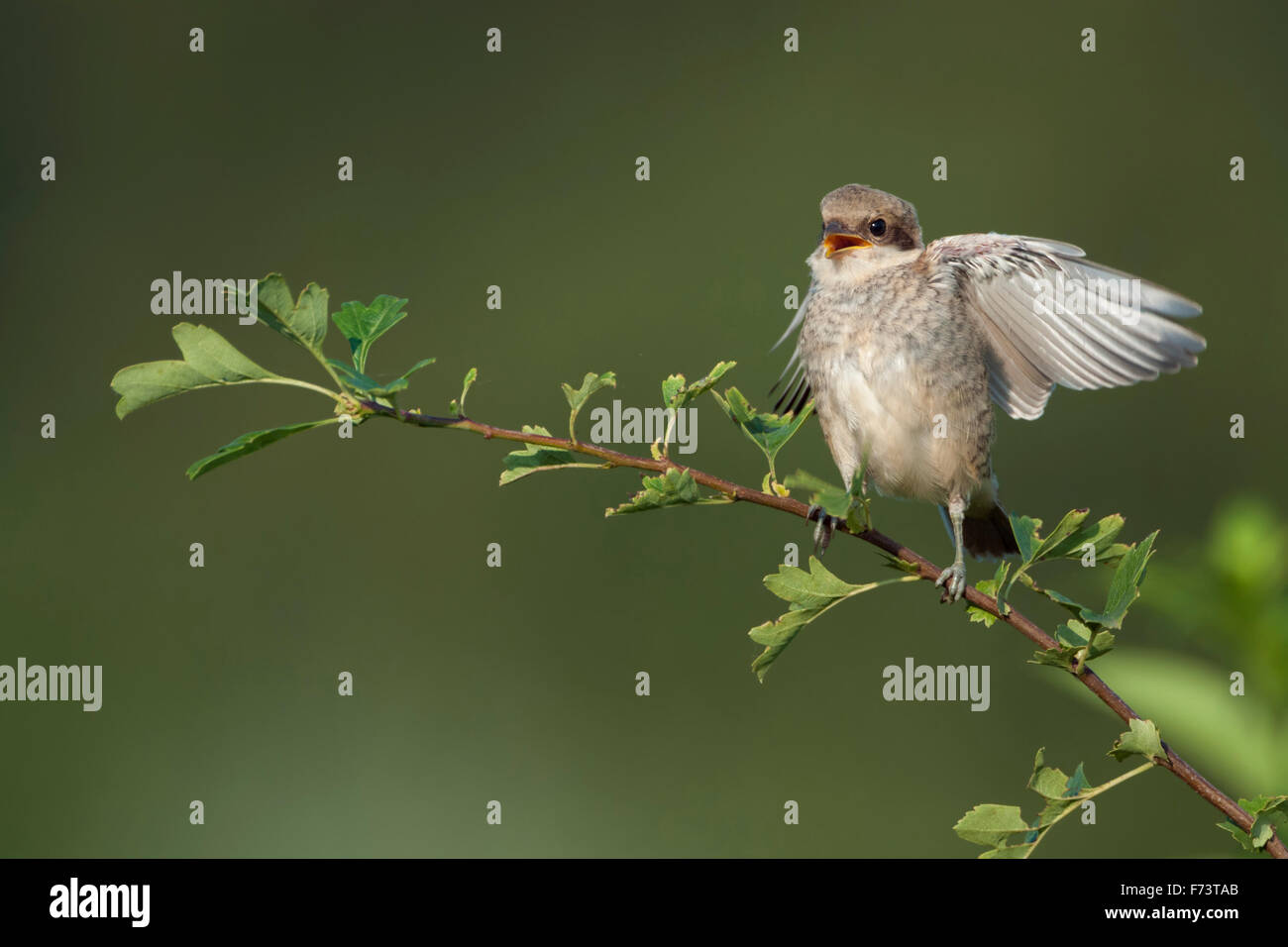 Giovani Red-backed shrike / Neuntoeter ( Lanius collurio ) appollaiate su un ramo esposta di una siepe Elemosinare il cibo. Foto Stock