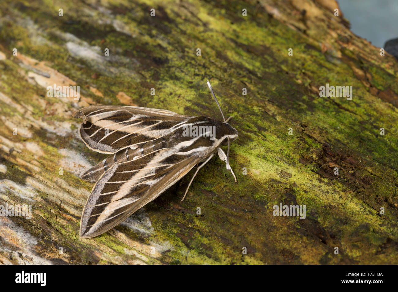 Striped hawk-moth, hawkmoth, Linienschwärmer, Linien-Schwärmer, Hyles livornica, Celerio lineata, Le Sphinx livournien Foto Stock