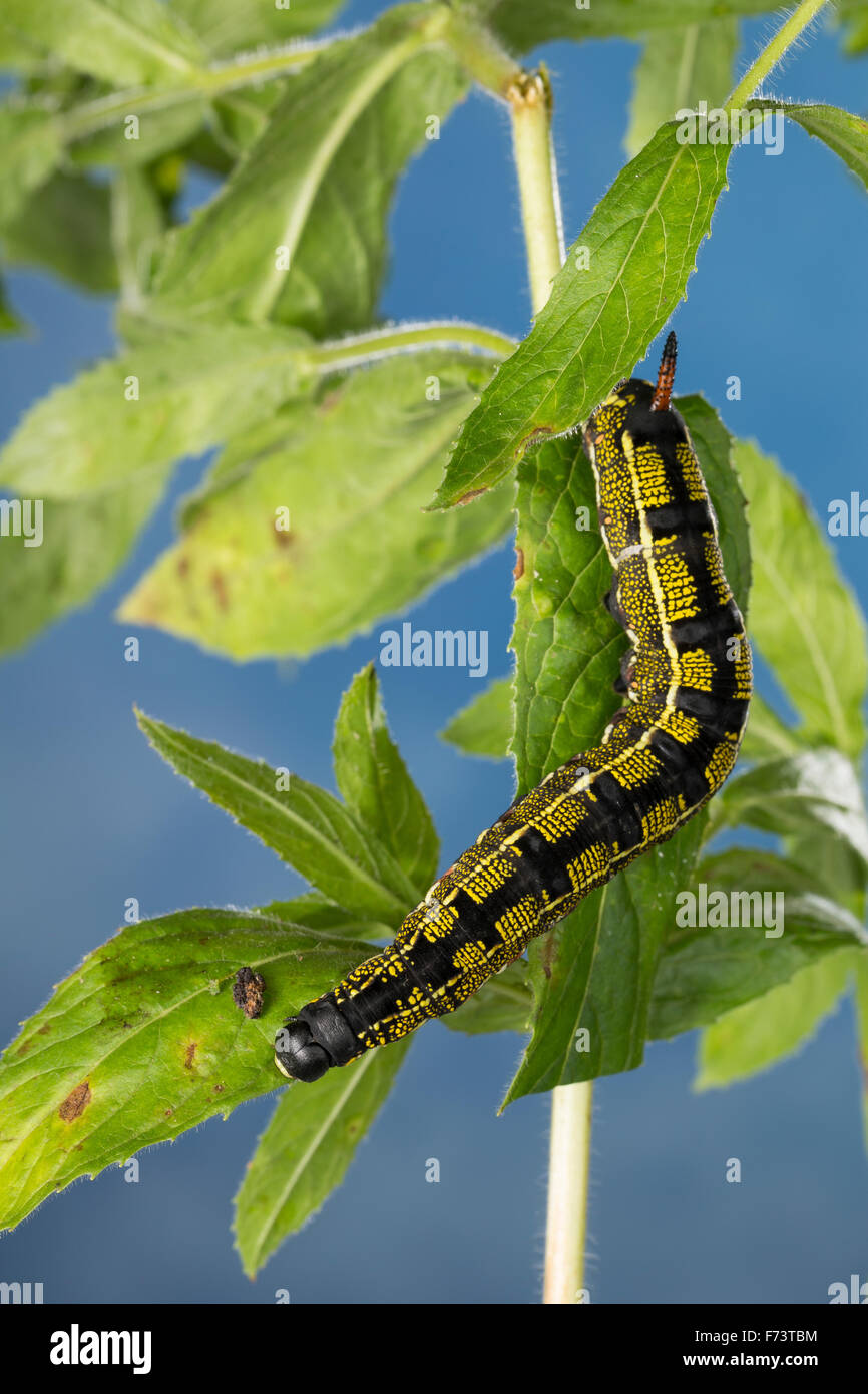 Striped hawk-moth, Caterpillar, Linienschwärmer, Linien-Schwärmer, Raupe, Hyles livornica, Celerio lineata, Le Sphinx livournien Foto Stock