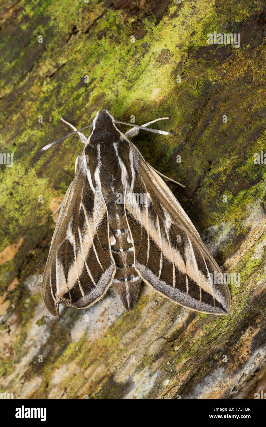Striped hawk-moth, hawkmoth, Linienschwärmer, Linien-Schwärmer, Hyles livornica, Celerio lineata, Le Sphinx livournien Foto Stock