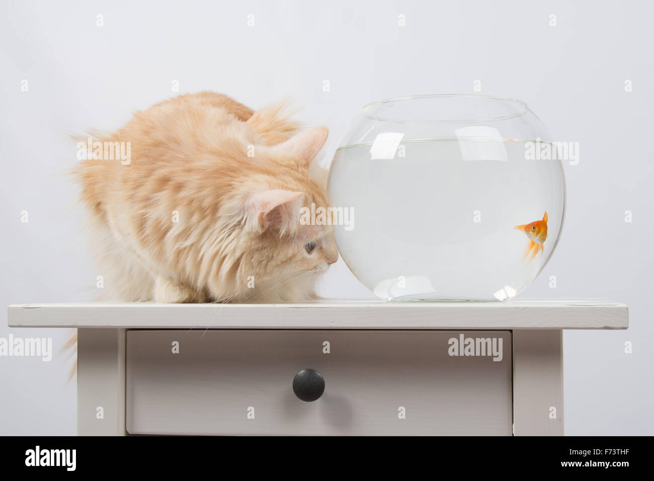 Il gatto domestico seduto su un tavolo su cui vi è un acquario con pesci rossi Foto Stock