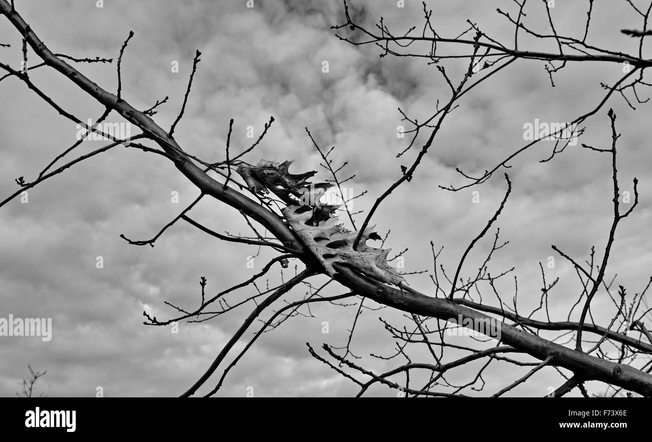 Autunno nel parco all'aperto. Zaspa di Danzica, Polonia. Foto Stock