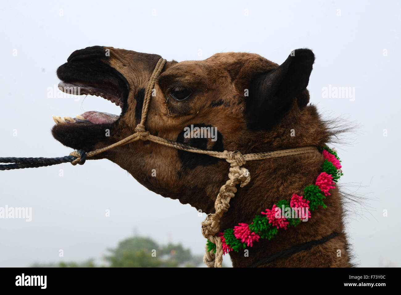 Camel baying, Pushkar Fiera, Pushkar Camel Fiera, Kartik Mela, Pushkar Mela, Pushkar, Rajasthan, India, Asia Foto Stock