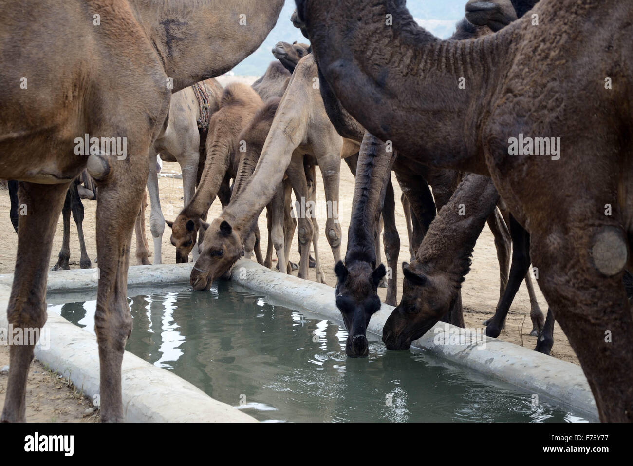 Cammelli acqua potabile trogolo, Pushkar Fiera, Pushkar Camel Fiera, Kartik Mela, Pushkar Mela, Pushkar, Rajasthan, India, Asia Foto Stock