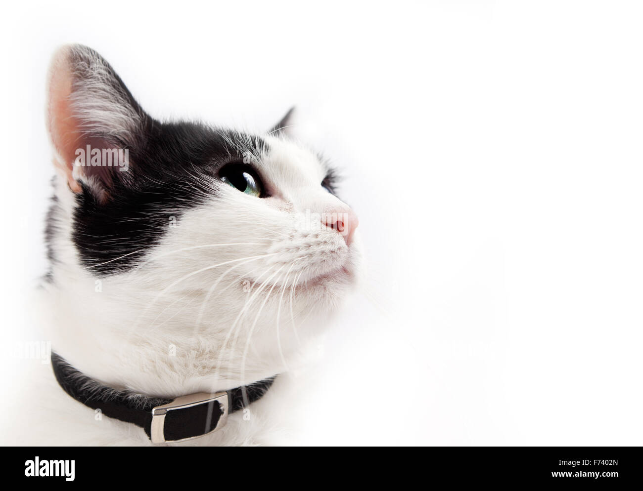 Ritratto di gatto cercando isolato in bianco Foto Stock