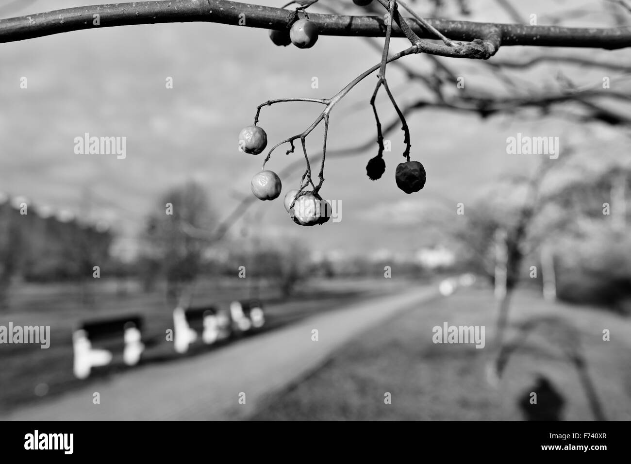 Autunno nel parco all'aperto. Zaspa di Danzica, Polonia. Foto Stock