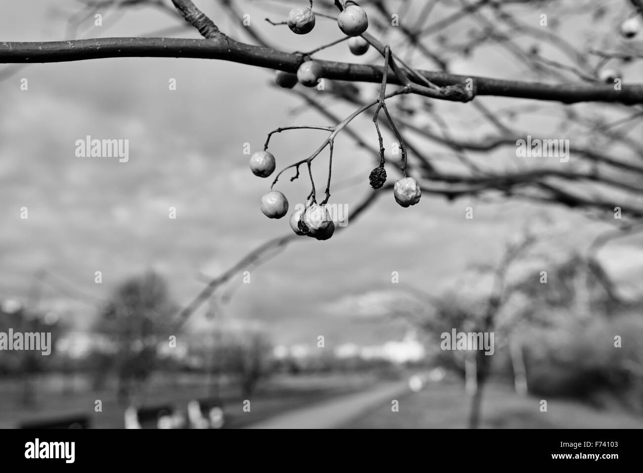 Autunno nel parco all'aperto. Zaspa di Danzica, Polonia. Foto Stock