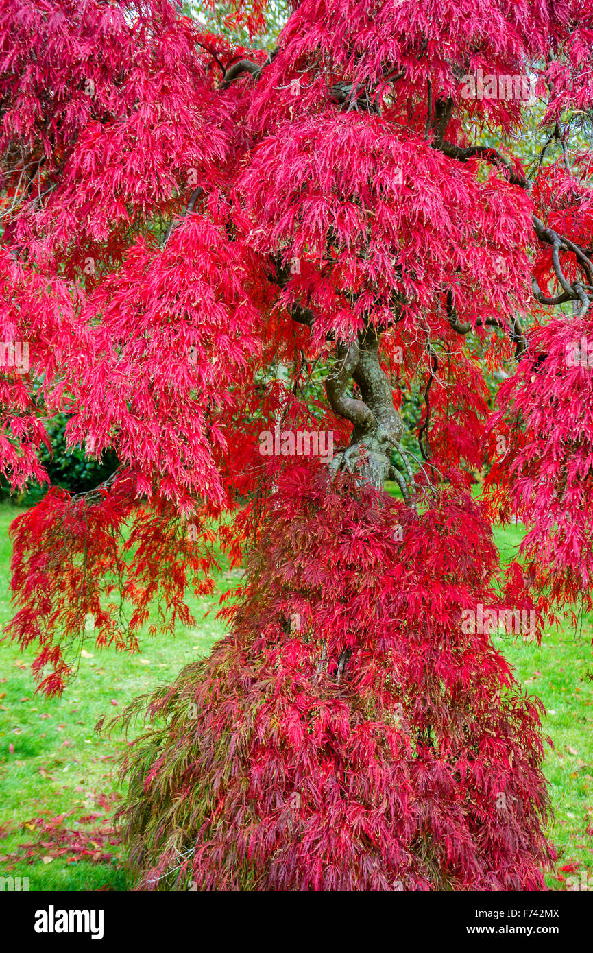 Acer palmatum var. dissectum nel colore di autunno Foto Stock
