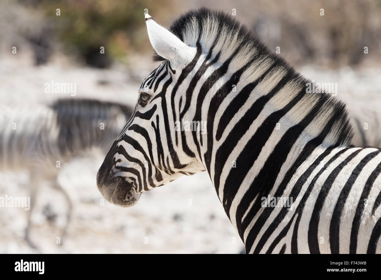 La testa e il collo di una zebra Burchell nel suo ambiente naturale nel Parco Nazionale di Etosha, Namibia. Profondità di campo. Foto Stock