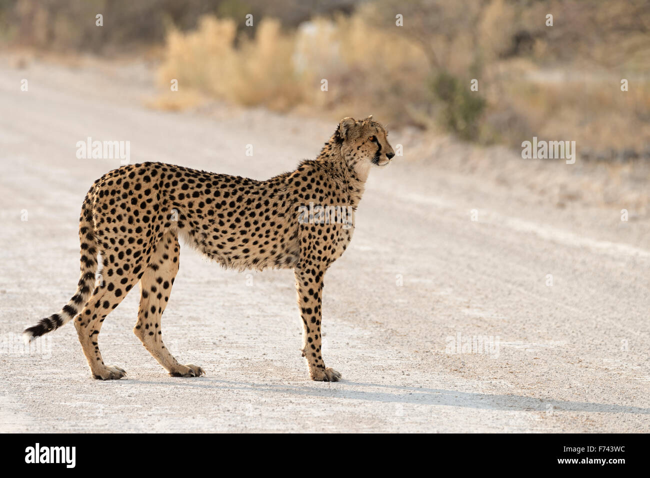 Ghepardo femmina attraversando la strada nel parco nazionale Etosha, Namibia Foto Stock