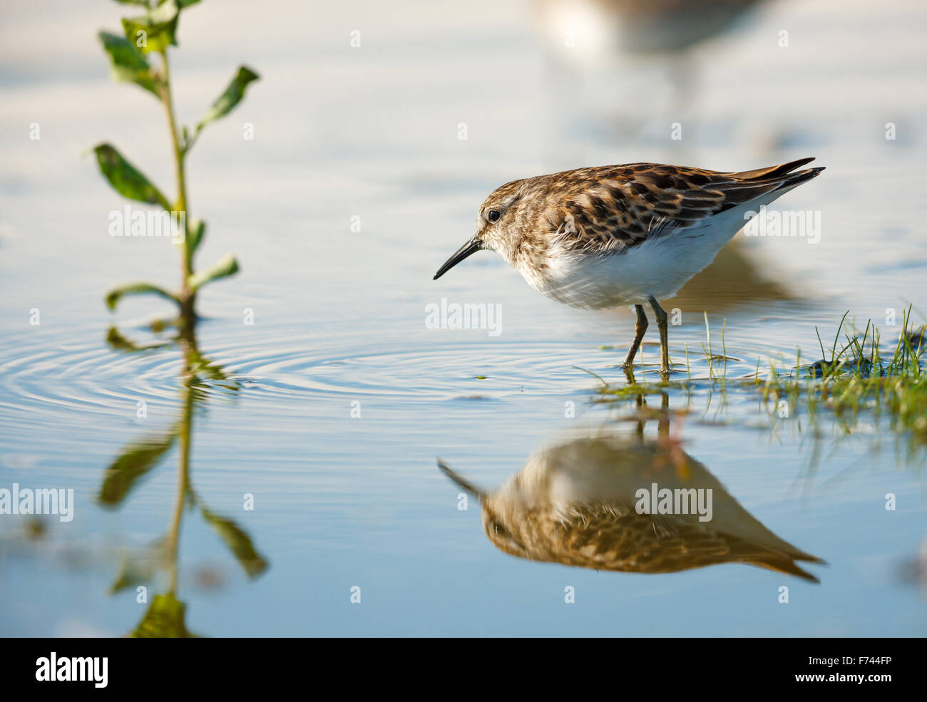 Sandpiper (scolopacidae, shorebird) a bordo d'acqua in Jamaica Bay Wildlife Refuge, Queens, a New York Foto Stock