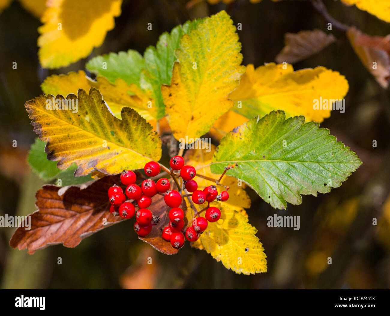 Le diverse sfumature di colore di autunno Foto Stock