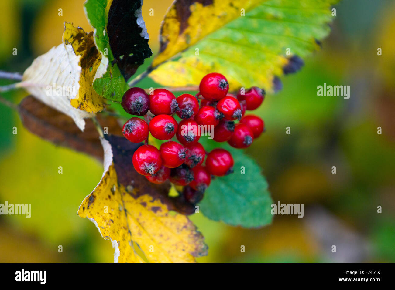 Le diverse sfumature di colore di autunno Foto Stock