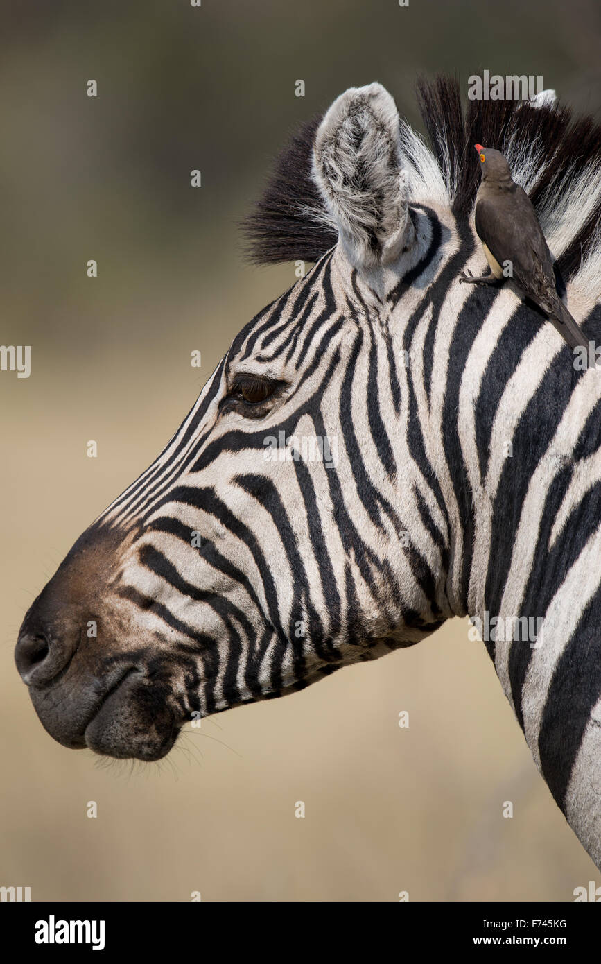 Ritratto di una zebra con beautiufl uno sfondo morbido in Moremi NP, Botswana Foto Stock