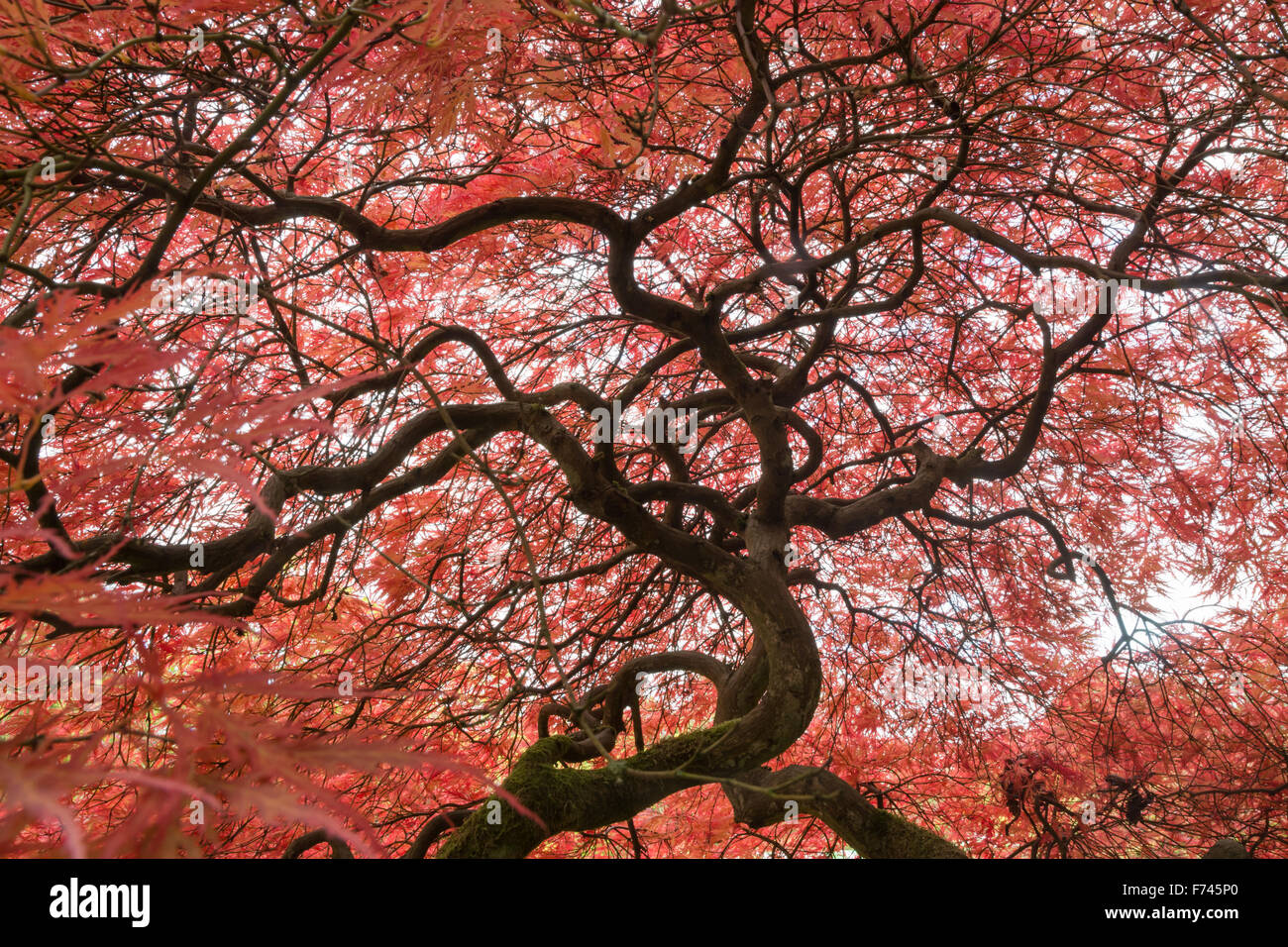 Acer palmatum 'Dissectum Atropurpureum' - Acero giapponese Foto Stock